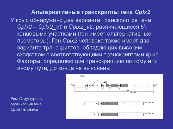 Альтернативные транскрипты гена Cplx2 У крыс обнаружено два варианта транскриптов гена Cplx2