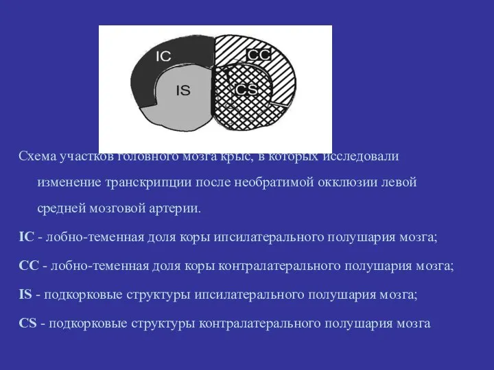 Схема участков головного мозга крыс, в которых исследовали изменение транскрипции после необратимой