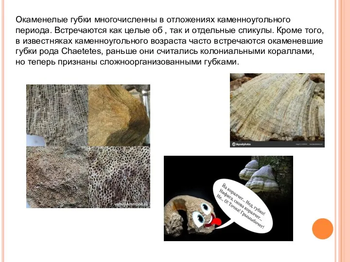 Окаменелые губки многочисленны в отложениях каменноугольного периода. Встречаются как целые об ,
