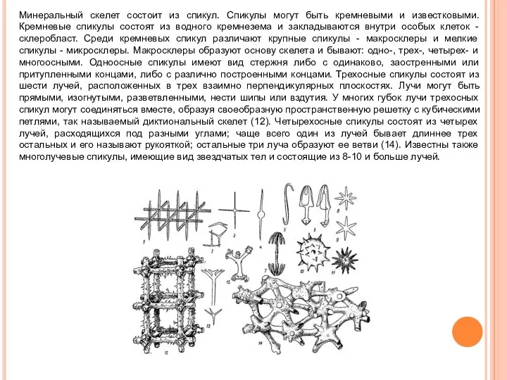 Минеральный скелет состоит из спикул. Спикулы могут быть кремневыми и известковыми. Кремневые