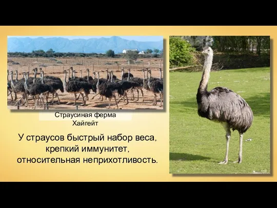 Страусиная ферма Хайгейт Georgio FredS У страусов быстрый набор веса, крепкий иммунитет, относительная неприхотливость.