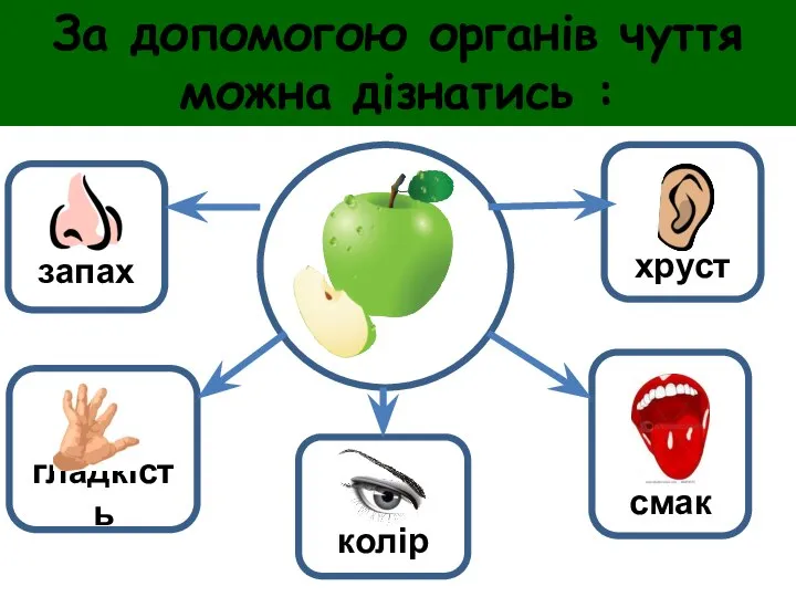 За допомогою органів чуття можна дізнатись :