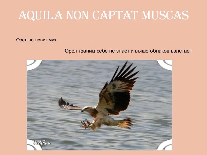 aquila non captat muscas Орел не ловит мух Орел границ себе не