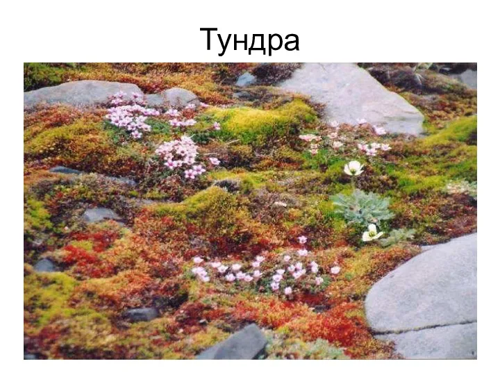 Тундра