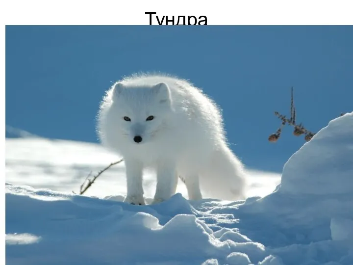 Тундра