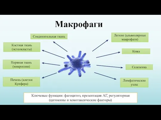 Макрофаги Ключевые функции: фагоцитоз, презентация АГ, регуляторная (цитокины и хемотаксические факторы) Соединительная
