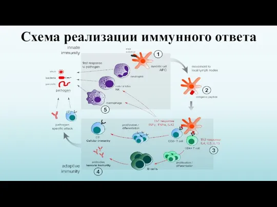 Схема реализации иммунного ответа