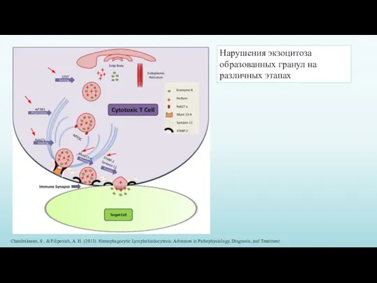 Chandrakasan, S., & Filipovich, A. H. (2013). Hemophagocytic Lymphohistiocytosis: Advances in Pathophysiology,