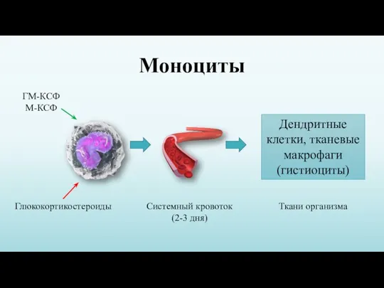 Моноциты ГМ-КСФ М-КСФ Глюкокортикостероиды Системный кровоток (2-3 дня) Дендритные клетки, тканевые макрофаги (гистиоциты) Ткани организма