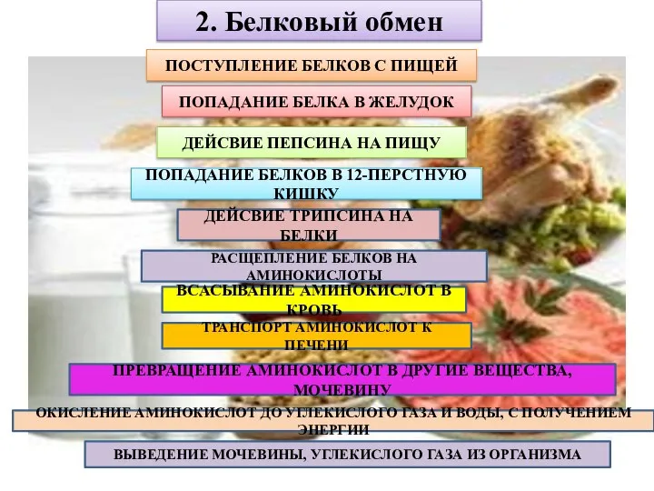 2. Белковый обмен ПОСТУПЛЕНИЕ БЕЛКОВ С ПИЩЕЙ ПОПАДАНИЕ БЕЛКА В ЖЕЛУДОК ДЕЙСВИЕ