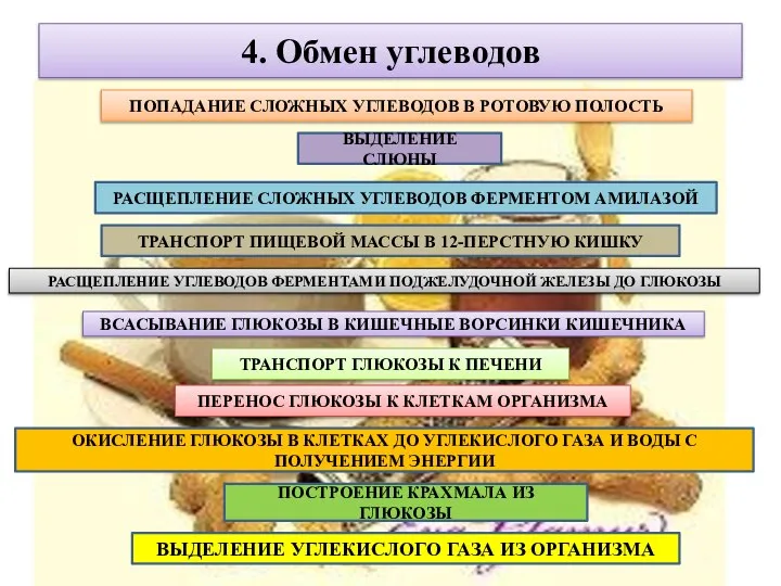 4. Обмен углеводов ПОПАДАНИЕ СЛОЖНЫХ УГЛЕВОДОВ В РОТОВУЮ ПОЛОСТЬ ВЫДЕЛЕНИЕ СЛЮНЫ РАСЩЕПЛЕНИЕ