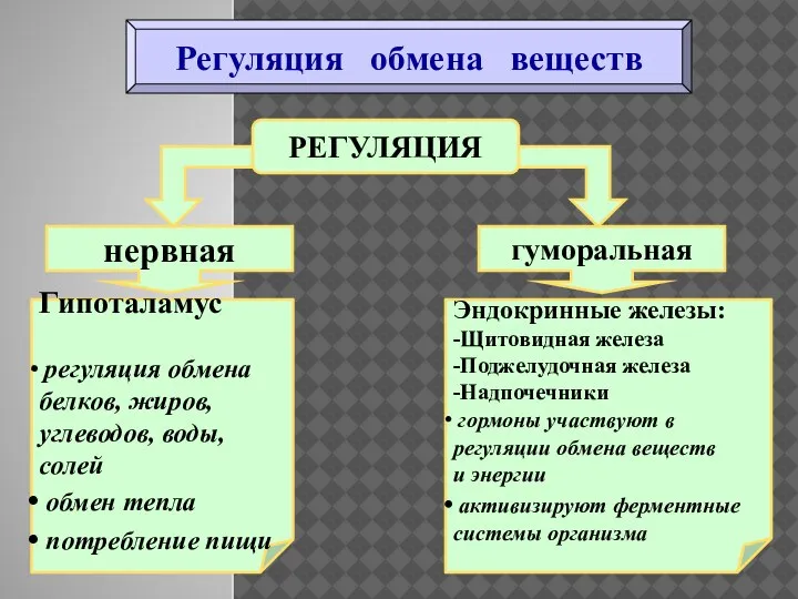 Регуляция обмена веществ РЕГУЛЯЦИЯ нервная гуморальная Гипоталамус регуляция обмена белков, жиров, углеводов,