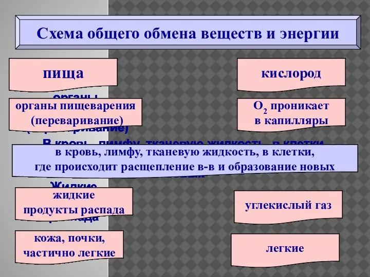 пища органы пищеварения (переваривание) В кровь, лимфу, тканевую жидкость, в клетки, где