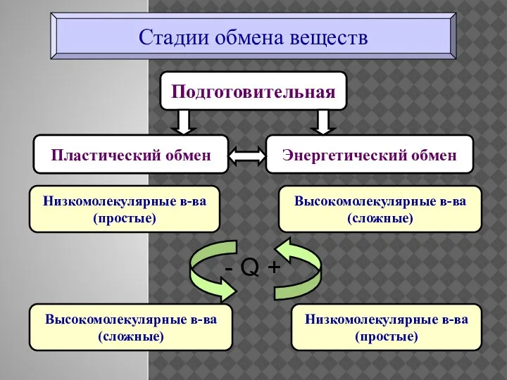 Стадии обмена веществ Подготовительная Энергетический обмен Пластический обмен Низкомолекулярные в-ва (простые) Низкомолекулярные