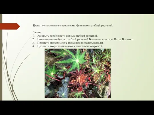 Цель: познакомиться с основными функциями стеблей растений. Задачи: Раскрыть особенности разных стеблей