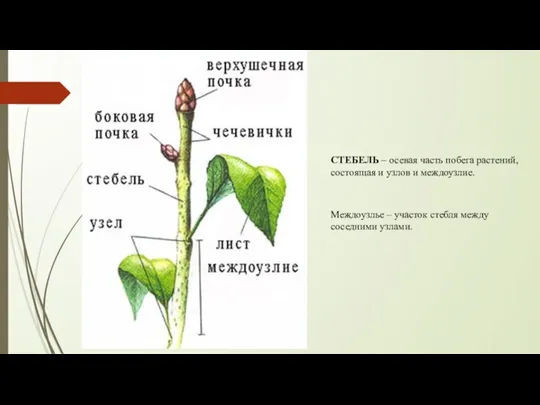 СТЕБЕЛЬ – осевая часть побега растений, состоящая и узлов и междоузлие. Междоузлье