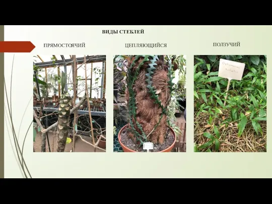 ВИДЫ СТЕБЛЕЙ ПРЯМОСТОЯЧИЙ ПОЛЗУЧИЙ ЦЕПЛЯЮЩИЙСЯ