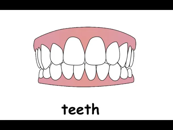 teeth