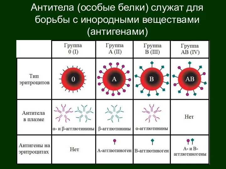 Антитела (особые белки) служат для борьбы с инородными веществами (антигенами)