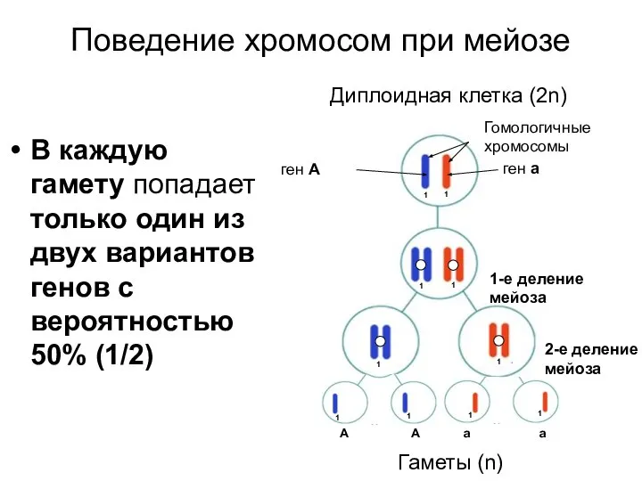 Поведение хромосом при мейозе 1-е деление мейоза 2-е деление мейоза Диплоидная клетка