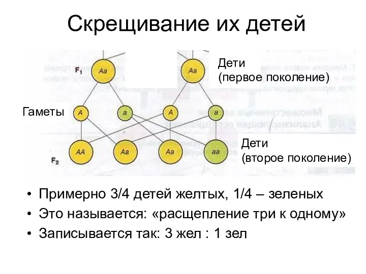 Скрещивание их детей Примерно 3/4 детей желтых, 1/4 – зеленых Это называется: