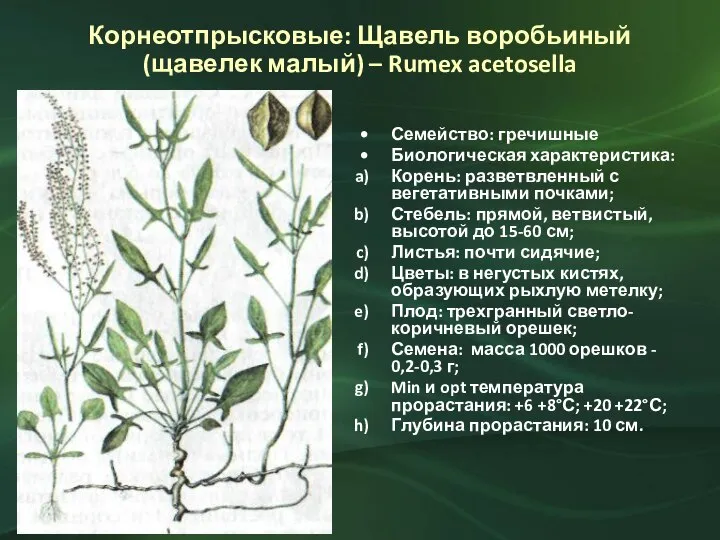 Корнеотпрысковые: Щавель воробьиный (щавелек малый) – Rumex acetosella Семейство: гречишные Биологическая характеристика: