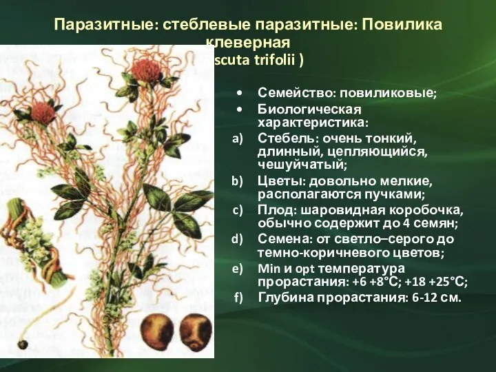 Паразитные: стеблевые паразитные: Повилика клеверная (Cuscuta trifolii ) Семейство: повиликовые; Биологическая характеристика: