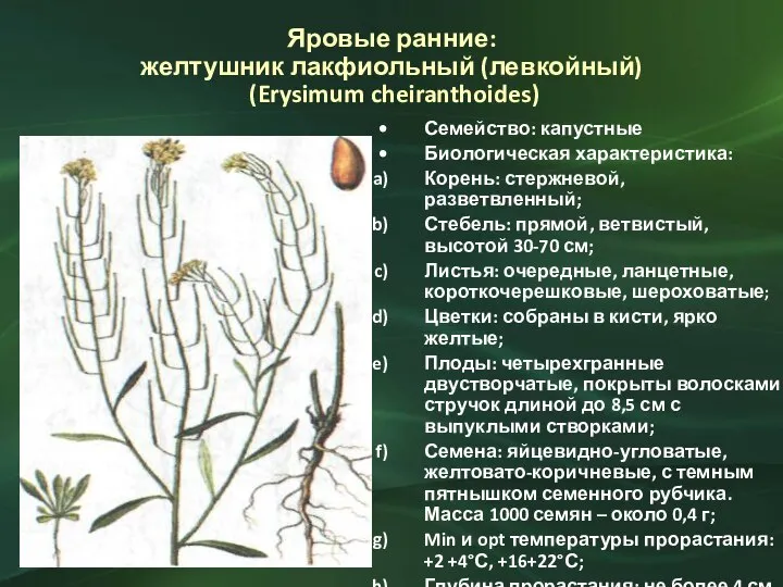 Яровые ранние: желтушник лакфиольный (левкойный) (Erysimum cheiranthoides) Семейство: капустные Биологическая характеристика: Корень: