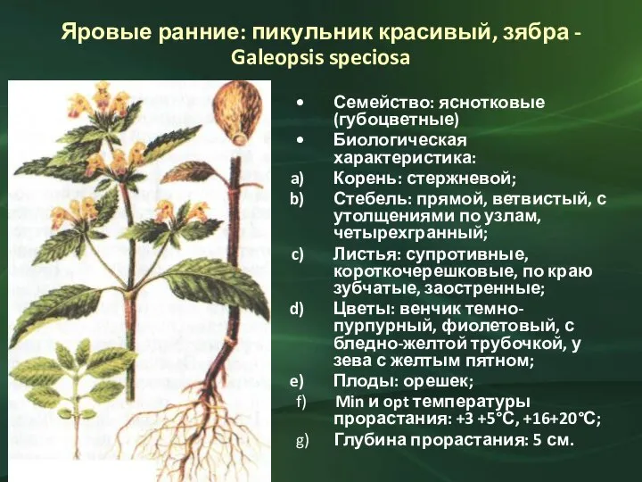 Яровые ранние: пикульник красивый, зябра - Galeopsis speciosa Семейство: яснотковые (губоцветные) Биологическая