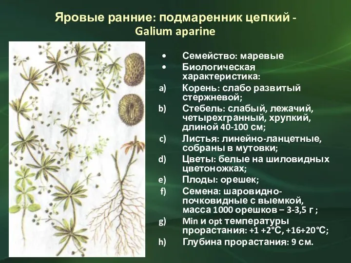 Яровые ранние: подмаренник цепкий - Galium aparine Семейство: маревые Биологическая характеристика: Корень: