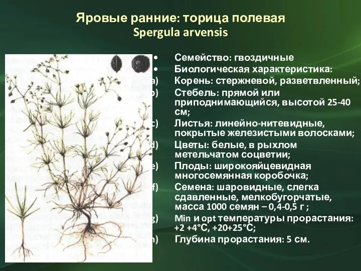 Яровые ранние: торица полевая Spergula arvensis Семейство: гвоздичные Биологическая характеристика: Корень: стержневой,