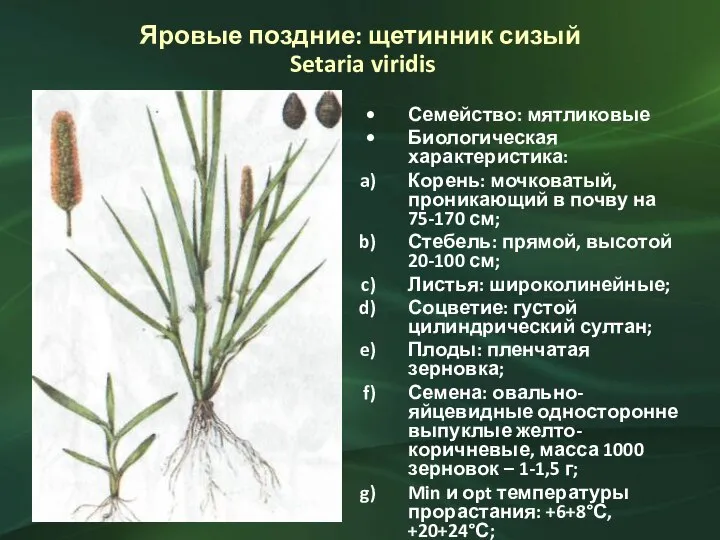 Яровые поздние: щетинник сизый Setaria viridis Семейство: мятликовые Биологическая характеристика: Корень: мочковатый,