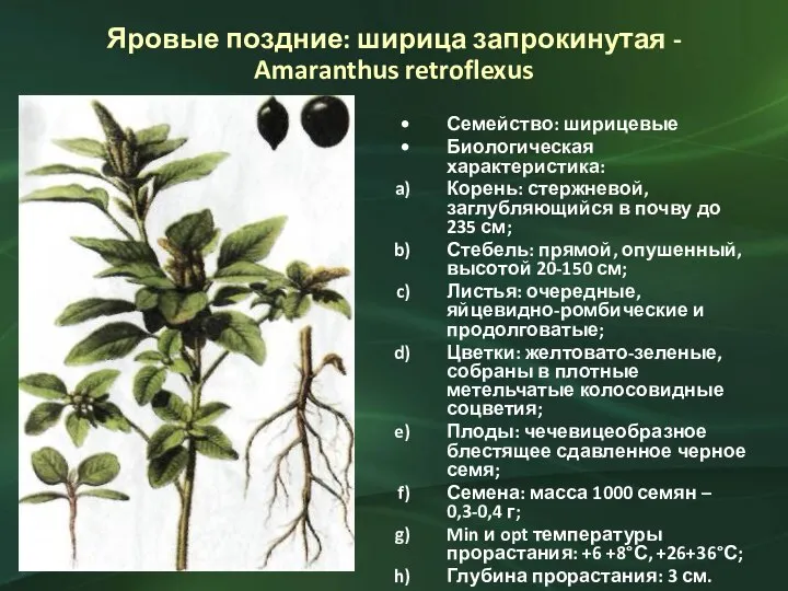 Яровые поздние: ширица запрокинутая - Amaranthus retroflexus Семейство: ширицевые Биологическая характеристика: Корень: