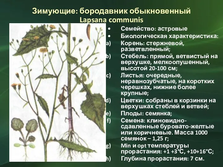 Зимующие: бородавник обыкновенный Lapsana communis Семейство: астровые Биологическая характеристика: Корень: стержневой, разветвленный;