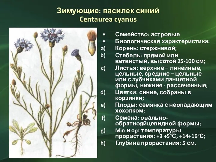 Зимующие: василек синий Centaurea cyanus Семейство: астровые Биологическая характеристика: Корень: стержневой; Стебель: