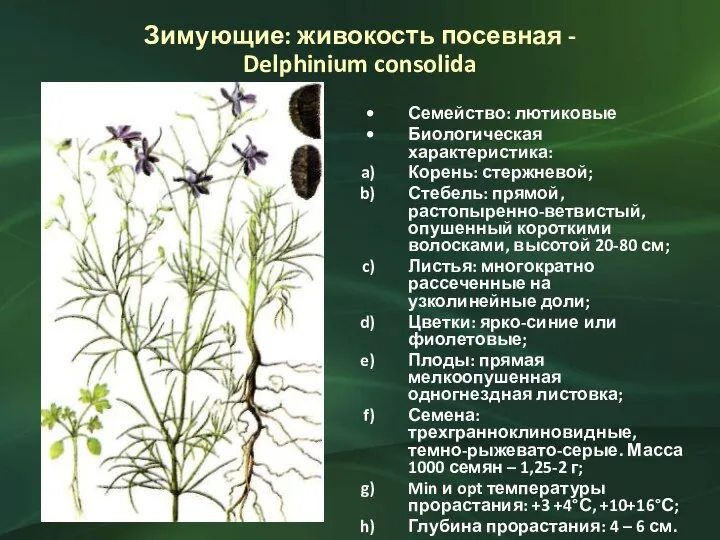 Зимующие: живокость посевная - Delphinium consolida Семейство: лютиковые Биологическая характеристика: Корень: стержневой;