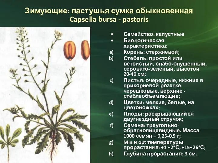 Зимующие: пастушья сумка обыкновенная Capsella bursa - pastoris Семейство: капустные Биологическая характеристика: