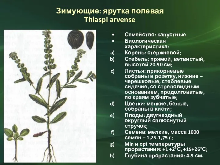 Зимующие: ярутка полевая Thlaspi arvense Семейство: капустные Биологическая характеристика: Корень: стержневой; Стебель: