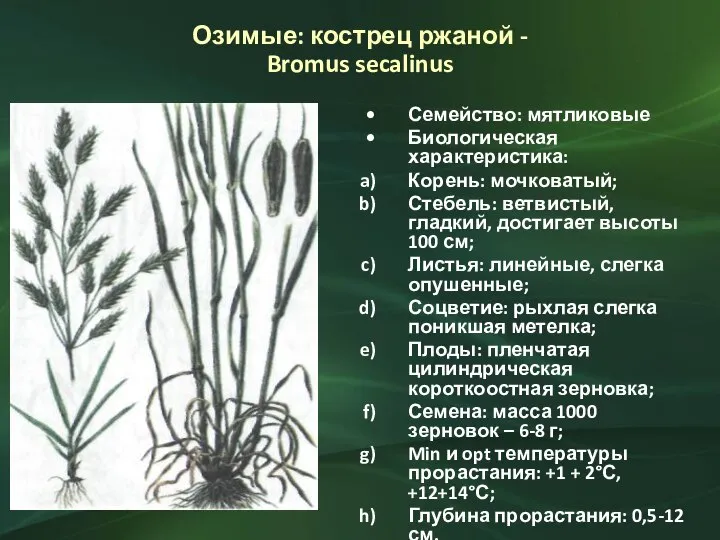 Озимые: кострец ржаной - Bromus secalinus Семейство: мятликовые Биологическая характеристика: Корень: мочковатый;