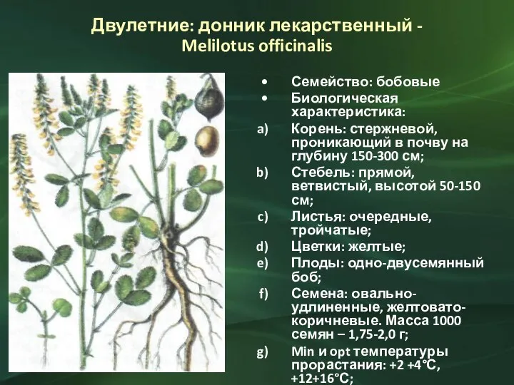 Двулетние: донник лекарственный - Melilotus officinalis Семейство: бобовые Биологическая характеристика: Корень: стержневой,