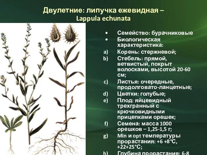 Двулетние: липучка ежевидная – Lappula echunata Семейство: бурачниковые Биологическая характеристика: Корень: стержневой;