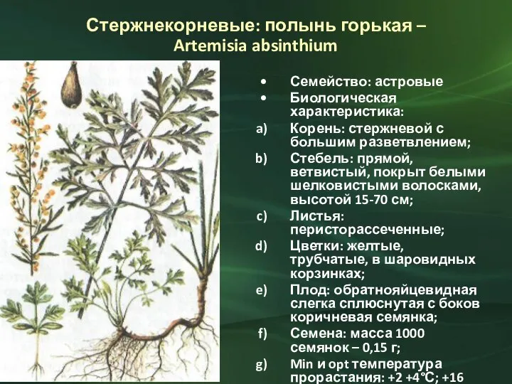 Стержнекорневые: полынь горькая – Artemisia absinthium Семейство: астровые Биологическая характеристика: Корень: стержневой
