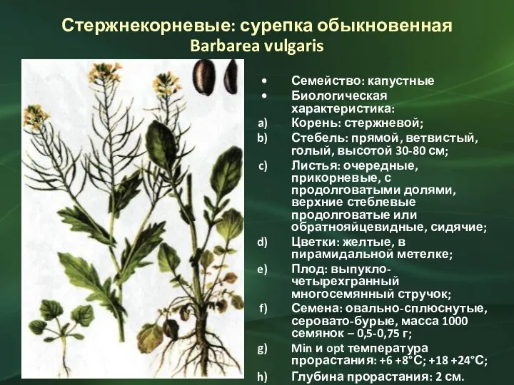 Стержнекорневые: сурепка обыкновенная Barbarea vulgaris Семейство: капустные Биологическая характеристика: Корень: стержневой; Стебель: