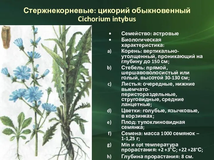 Стержнекорневые: цикорий обыкновенный Cichorium intybus Семейство: астровые Биологическая характеристика: Корень: вертикально-утолщенный, проникающий