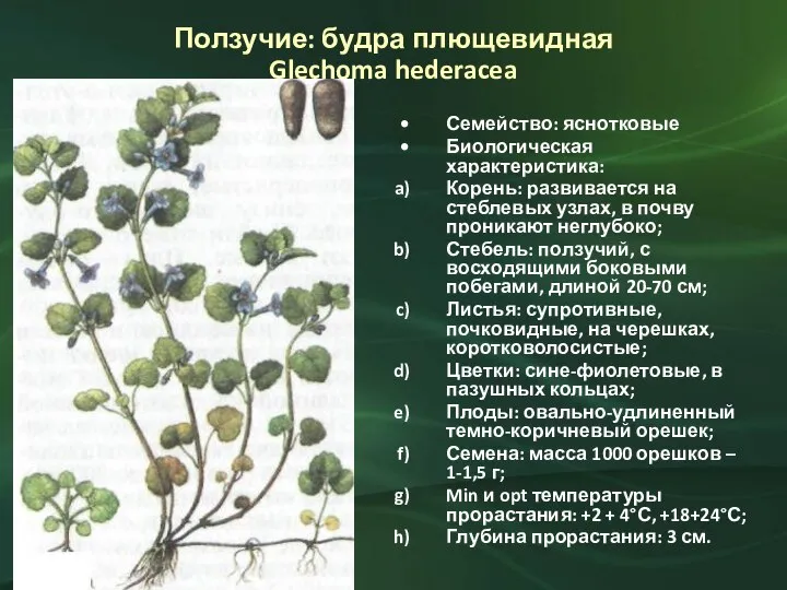 Ползучие: будра плющевидная Glechoma hederacea Семейство: яснотковые Биологическая характеристика: Корень: развивается на