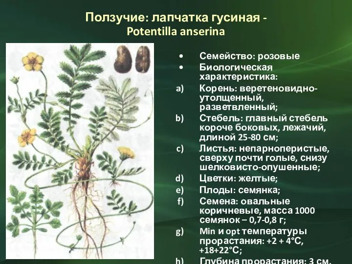 Ползучие: лапчатка гусиная - Potentilla anserina Семейство: розовые Биологическая характеристика: Корень: веретеновидно-утолщенный,