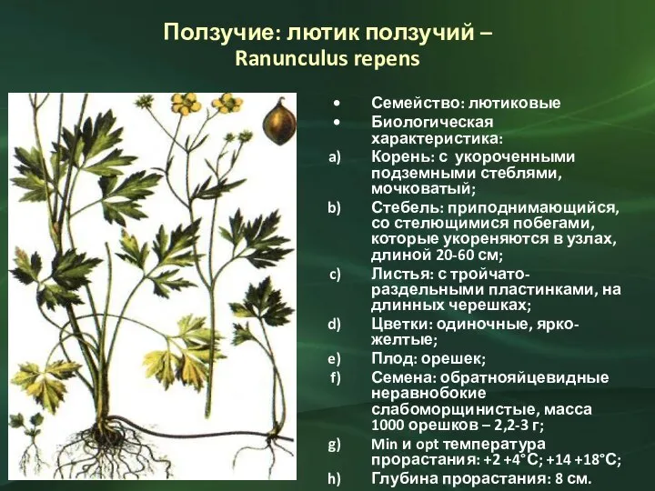 Ползучие: лютик ползучий – Ranunculus repens Семейство: лютиковые Биологическая характеристика: Корень: с