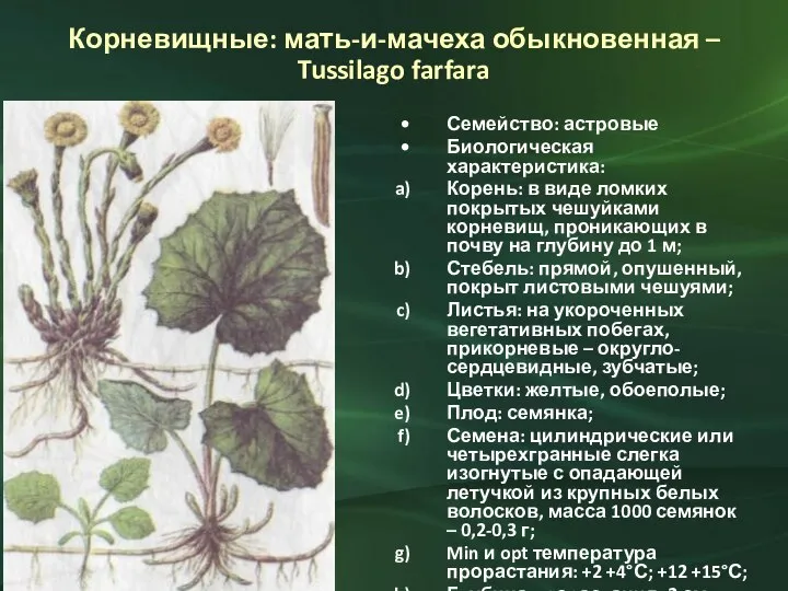 Корневищные: мать-и-мачеха обыкновенная – Tussilago farfara Семейство: астровые Биологическая характеристика: Корень: в