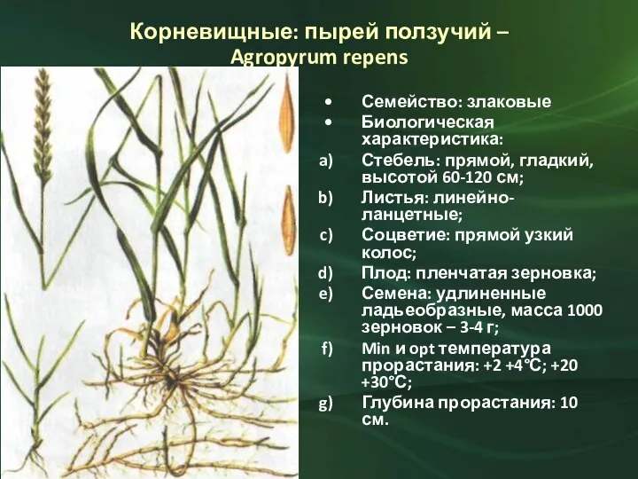 Корневищные: пырей ползучий – Agropyrum repens Семейство: злаковые Биологическая характеристика: Стебель: прямой,