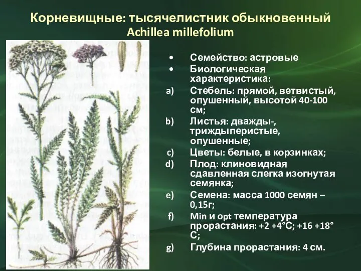 Корневищные: тысячелистник обыкновенный Achillea millefolium Семейство: астровые Биологическая характеристика: Стебель: прямой, ветвистый,